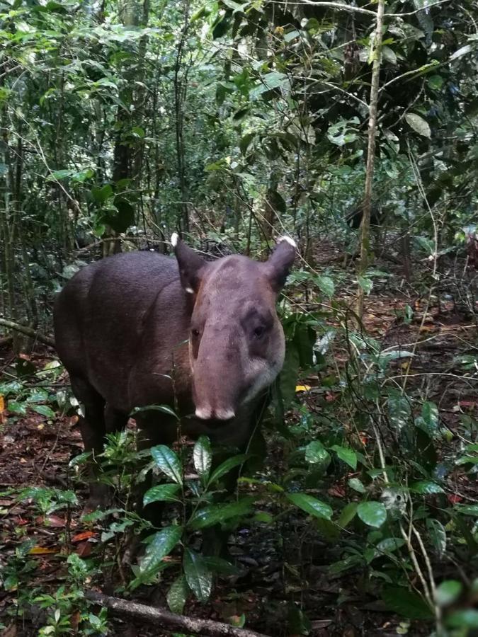 Yejos Jungle Lodge Dos Brazos Екстериор снимка